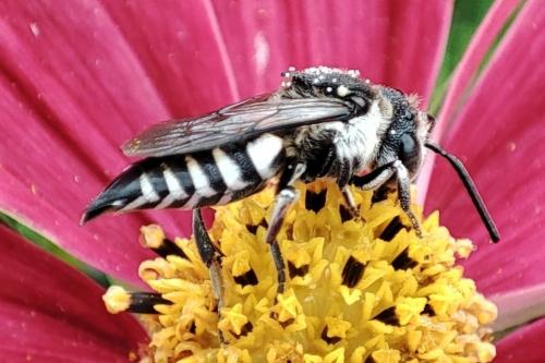 Coelioxys conoidea